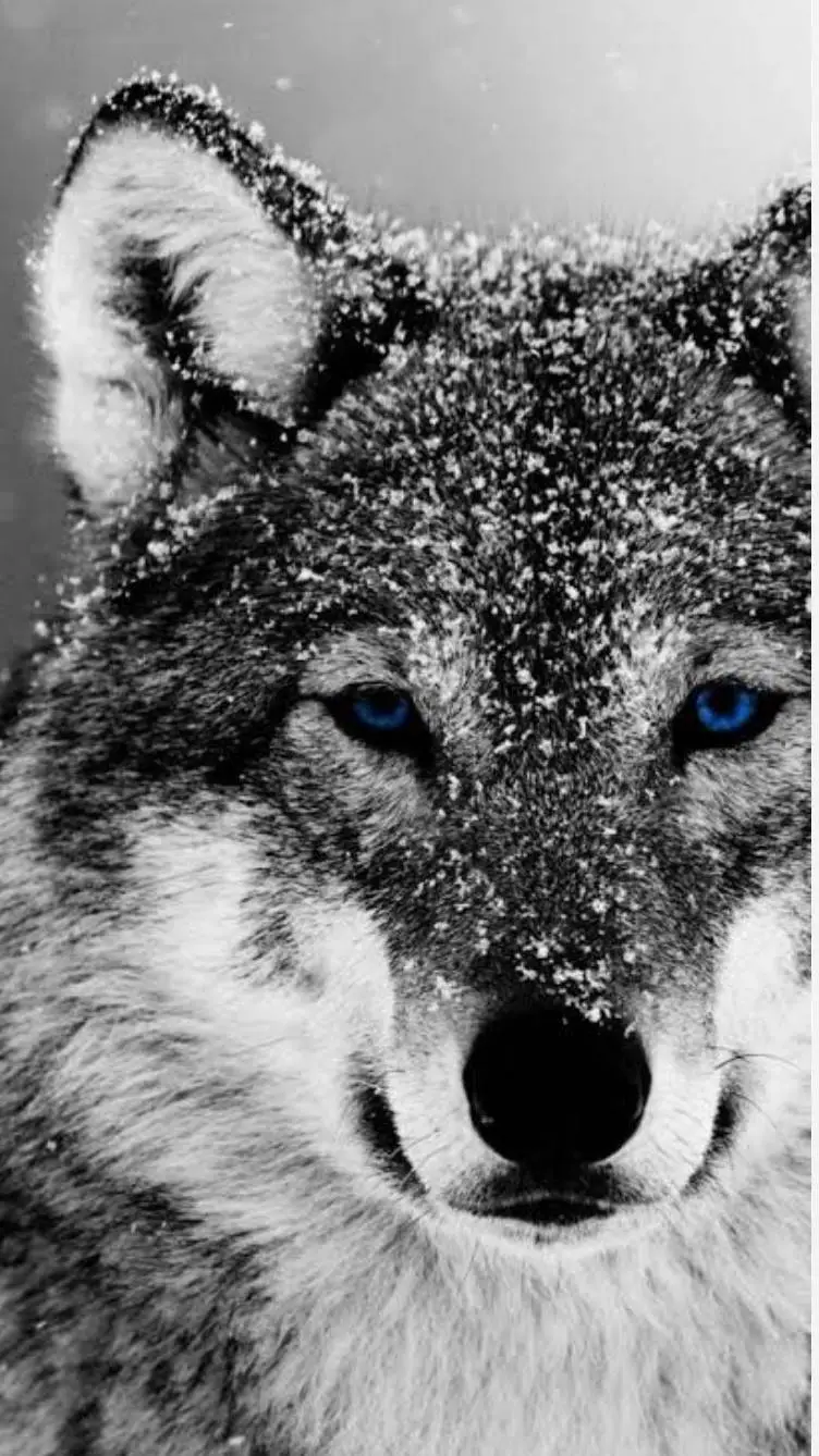 Talkie AI - Chat with Волк