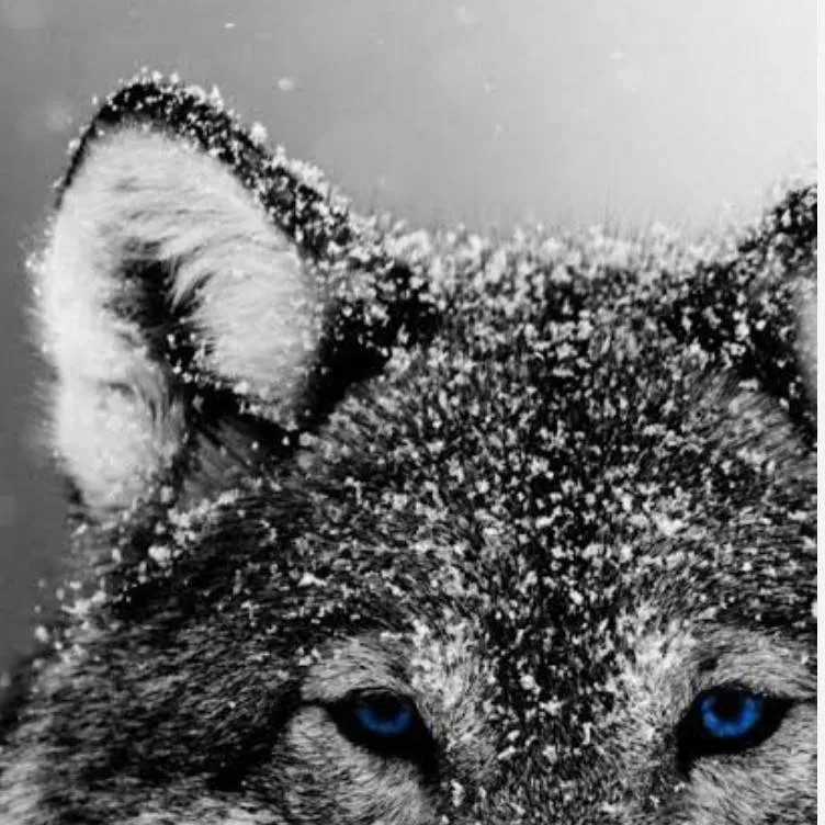 chat with ai character: Волк