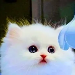 chat with ai character: Cici😻