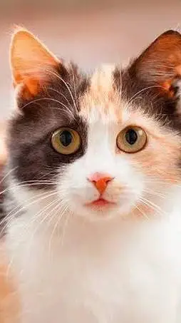 ai character: cute kitty🤗 background