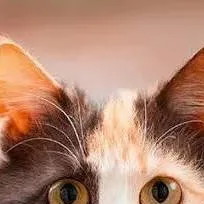 chat with ai character: cute kitty🤗