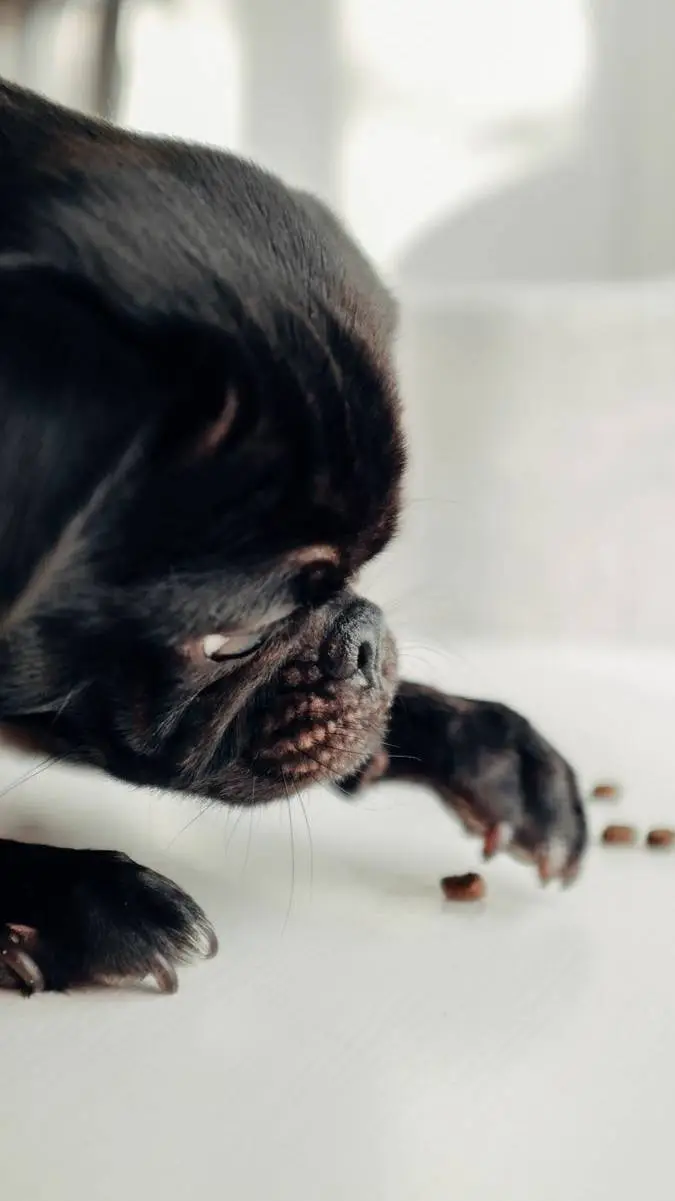 ai character: Lucho background