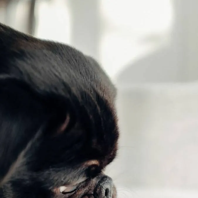 chat with ai character: Lucho