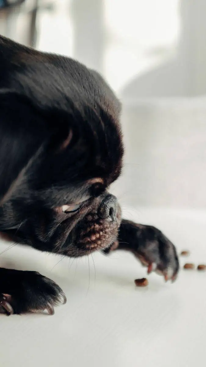 ai character: Lucho  background