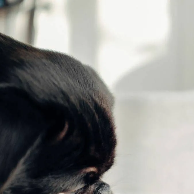 chat with ai character: Lucho 