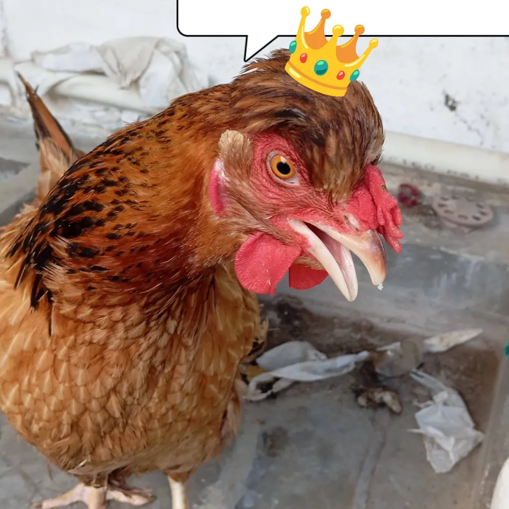 chat with ai character: Rey de los vagos