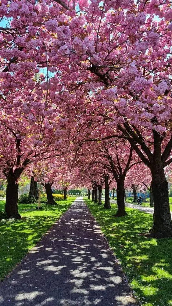 ai character: 𝐺𝐼𝑅𝐿𝑆 🍂♡ background