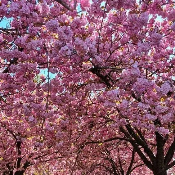 chat with ai character: 𝐺𝐼𝑅𝐿𝑆 🍂♡