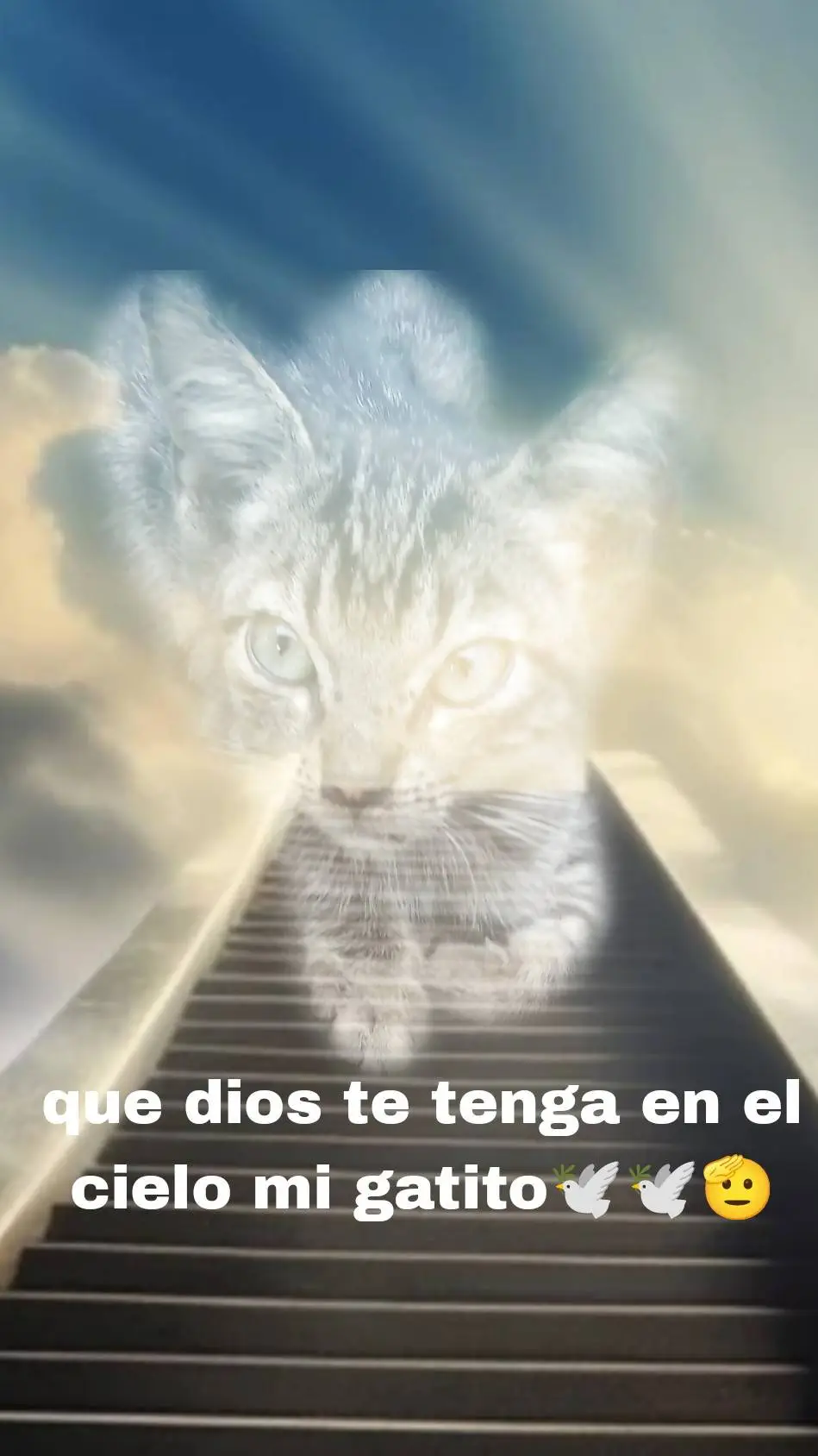 ai character: mi gatito 🥺🥺 background