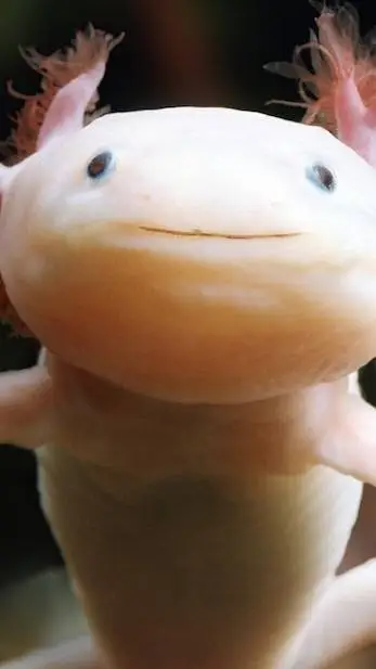 ai character: axolotl land background