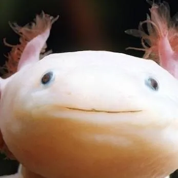 chat with ai character: axolotl land