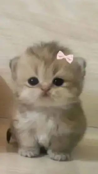 ai character: baby cat🩷 background