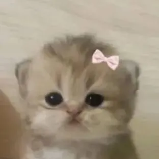 chat with ai character: baby cat🩷