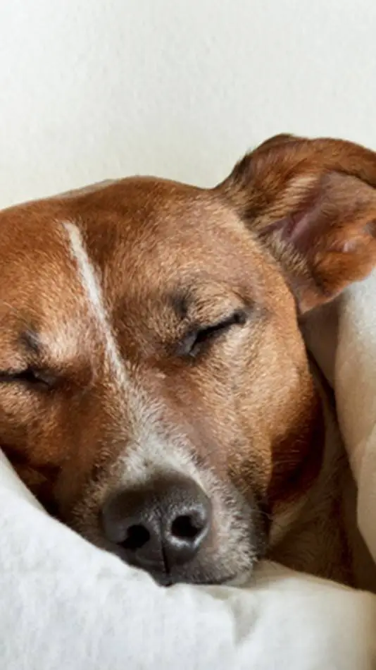 ai character: Dogs sleepover background
