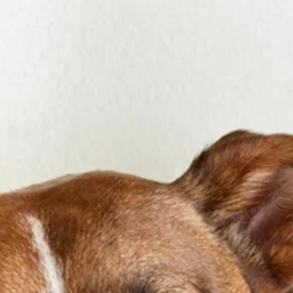 chat with ai character: Dogs sleepover
