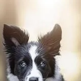 chat with ai character: Dog Story