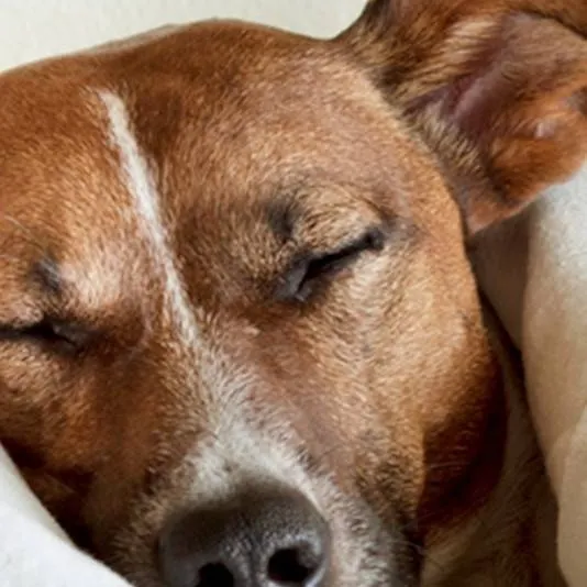 chat with ai character: Dogs sleepover