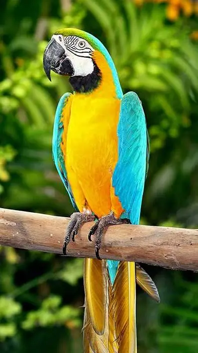 ai character: parrot Life background