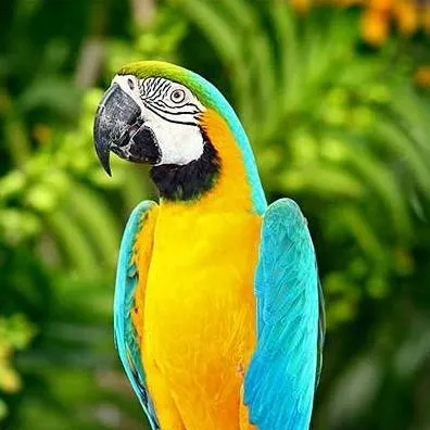 chat with ai character: parrot Life