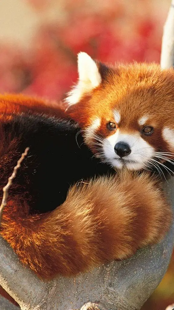 ai character: fluffy red  background
