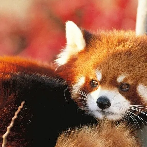chat with ai character: fluffy red 