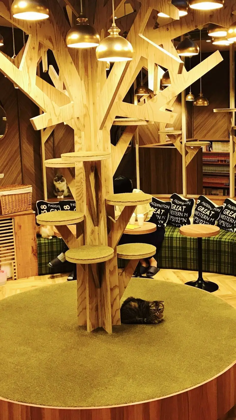 Talkie AI - Chat with cat cafe life