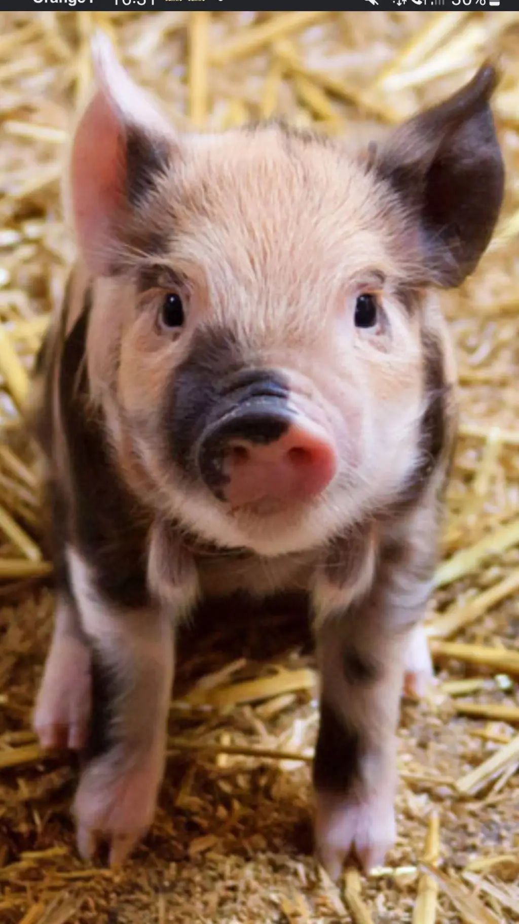 ai character: cochon porcelet  background