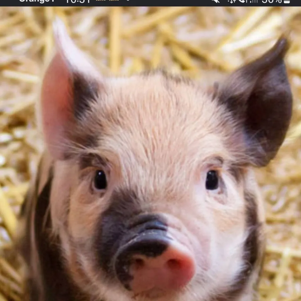 chat with ai character: cochon porcelet 