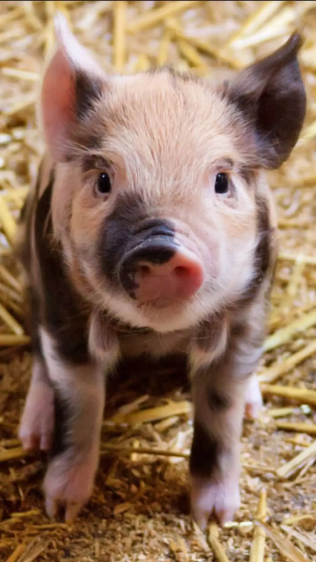 ai character: bébé cochon  background