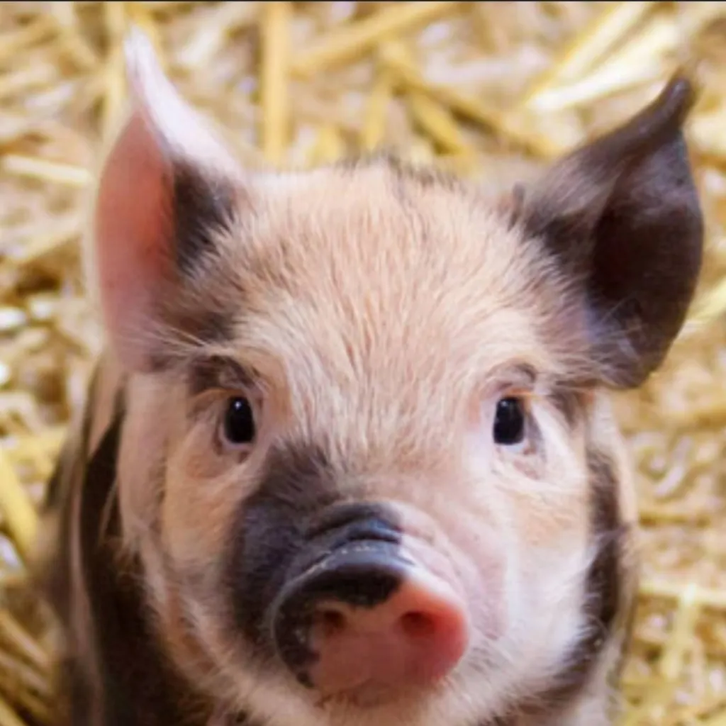 chat with ai character: bébé cochon 