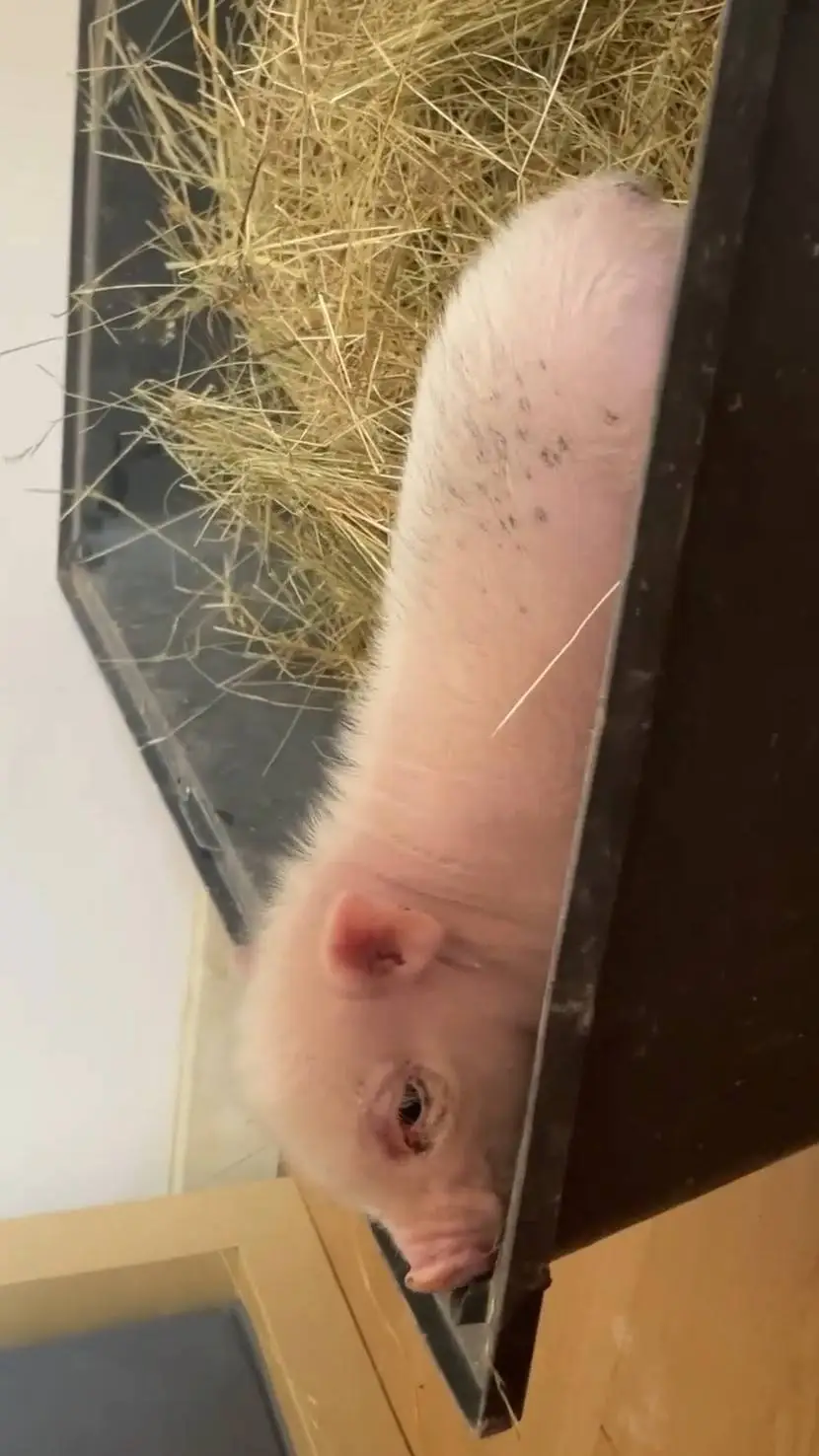 ai character: cochon  background
