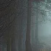 chat with ai character: Bosque prohibido