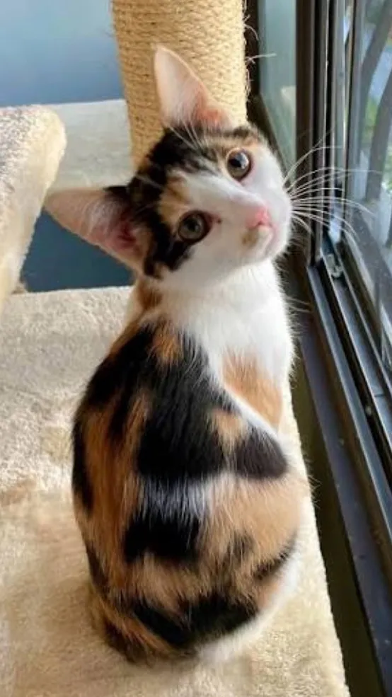 ai character: Shaila background