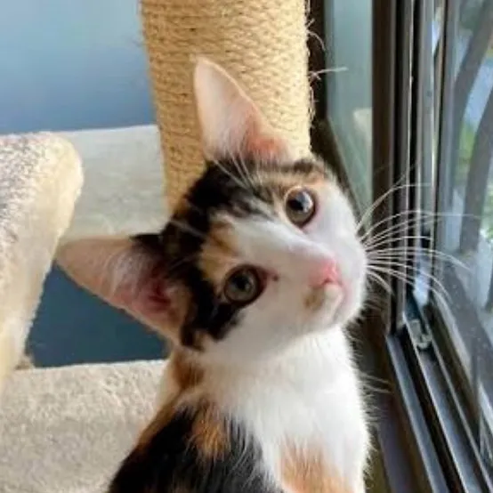 chat with ai character: Shaila