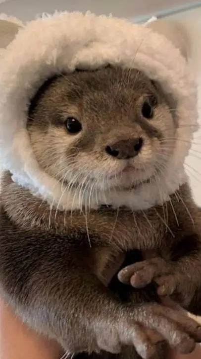 ai character: animal background