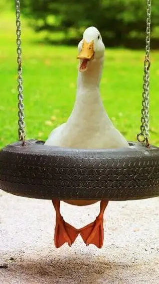 ai character: oie background