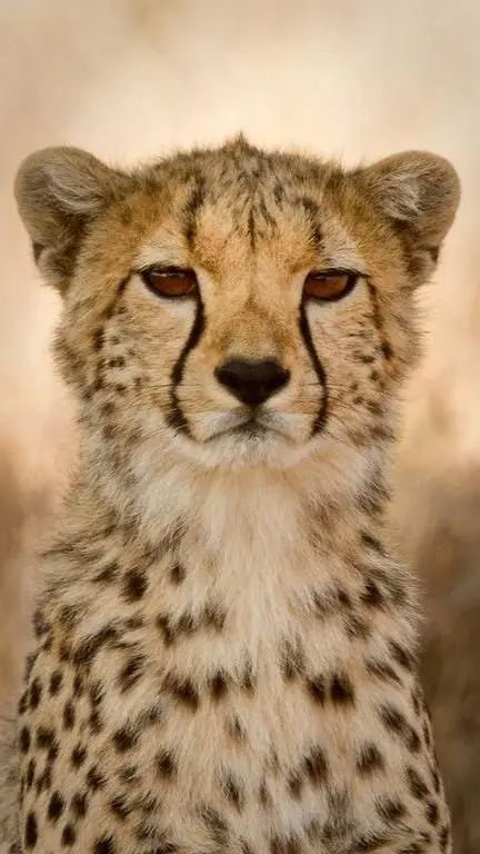 ai character: guépard background