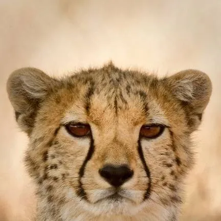 chat with ai character: guépard