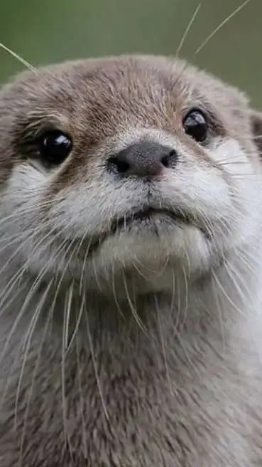 ai character: mi loutre mi humai background