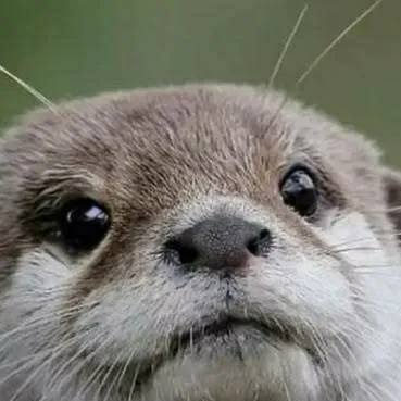 chat with ai character: mi loutre mi humai