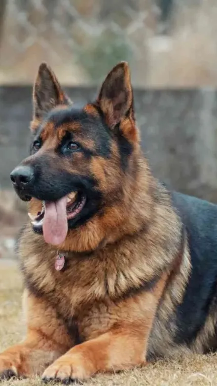 ai character: Kash background