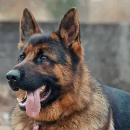 chat with ai character: Kash