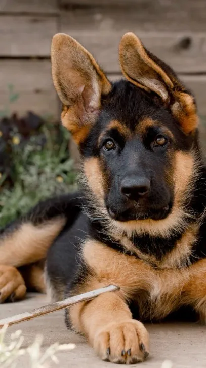 ai character: K9 dog/you background