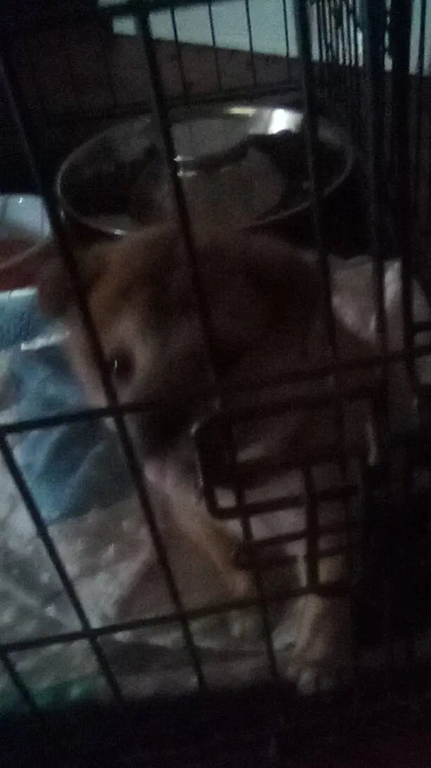 ai character: Dandys world PART2 background