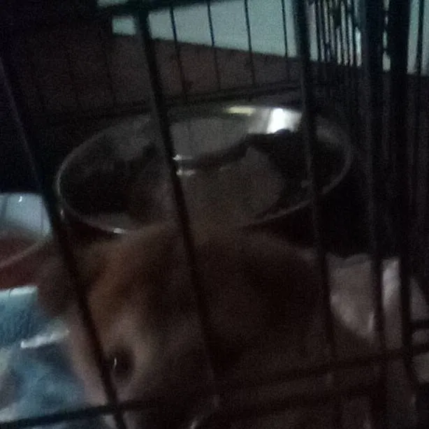 chat with ai character: Dandys world PART2