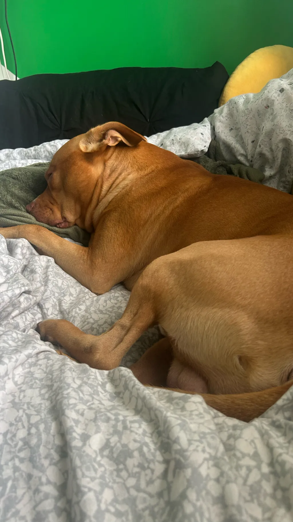 ai character: Rudy (male dog)  background
