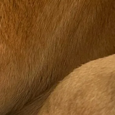chat with ai character: Rudy (male dog) 