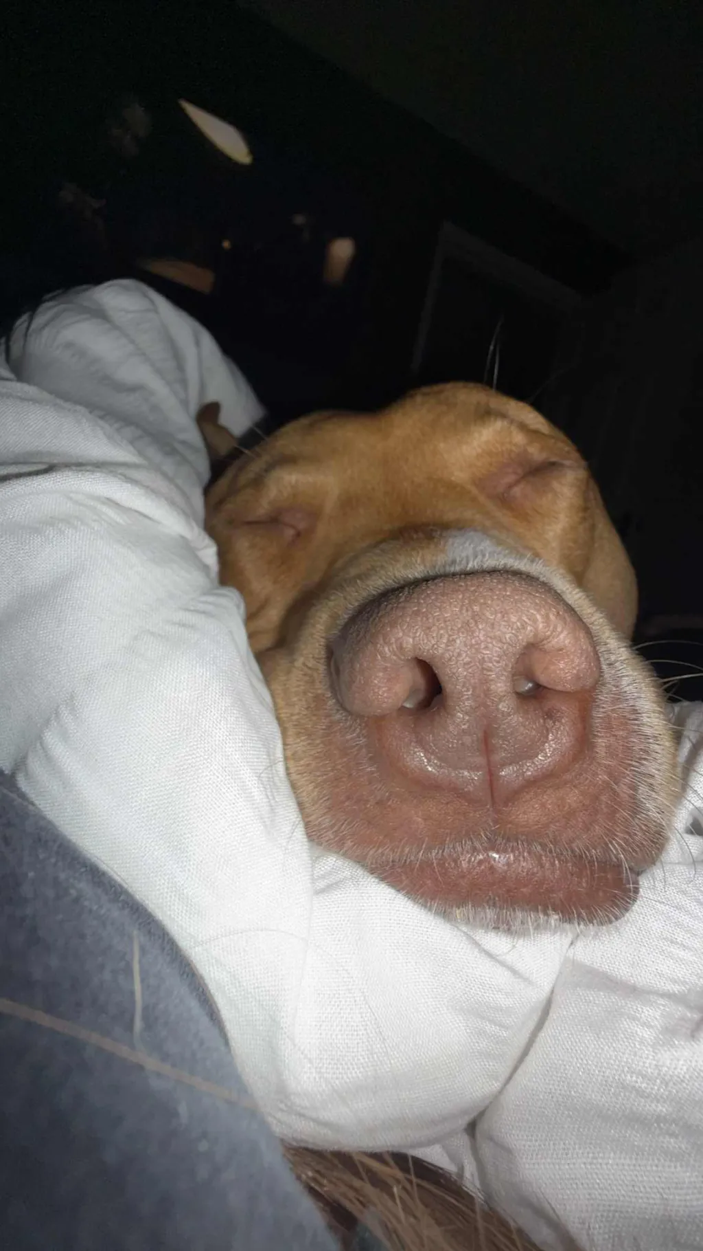 ai character: Dog owner background