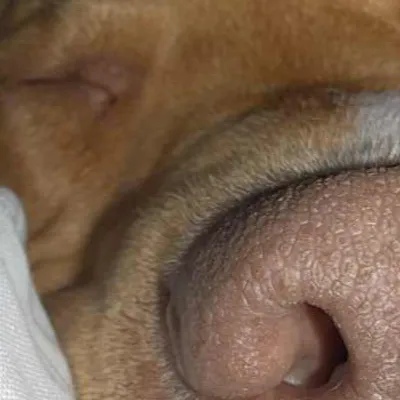 chat with ai character: Dog owner