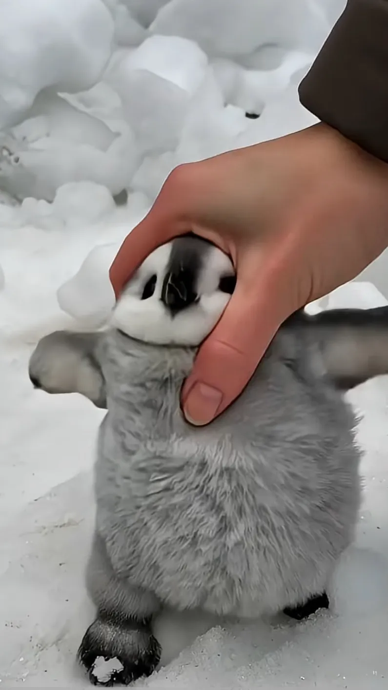 ai character: Bullying baby peng background